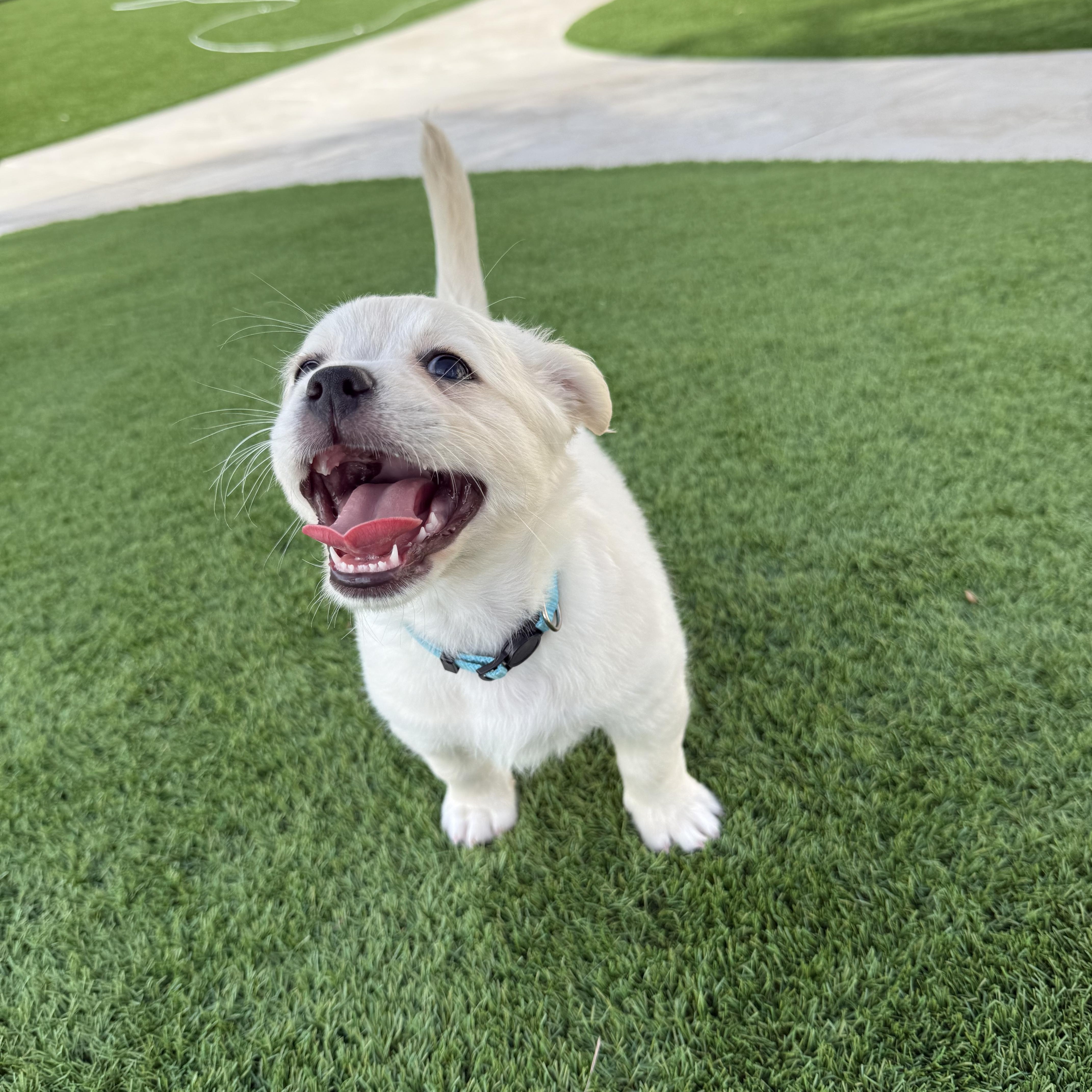 Birdie, an adopted mixed breed in Tampa, FL image 5/6