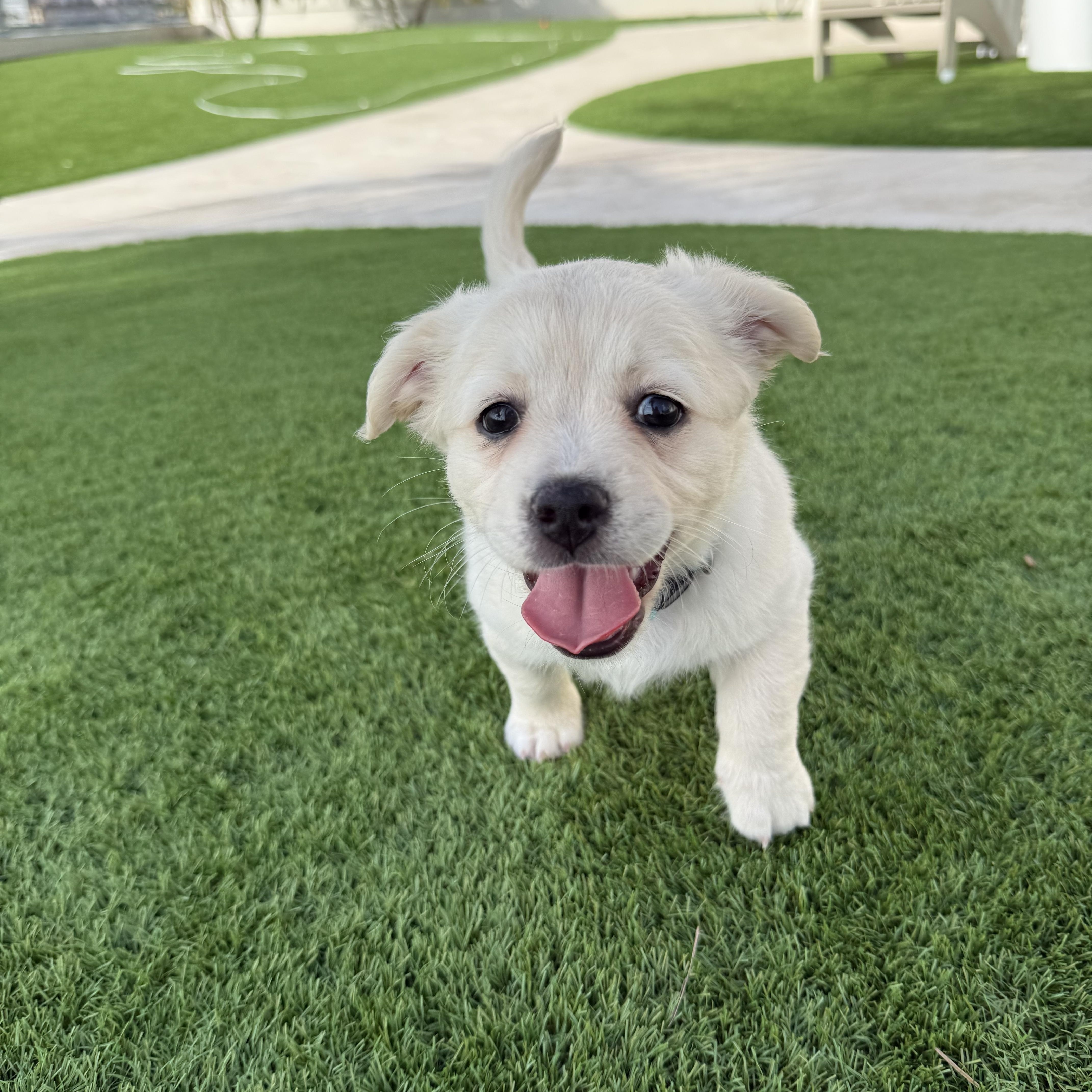 Birdie, an adopted mixed breed in Tampa, FL image 2/6