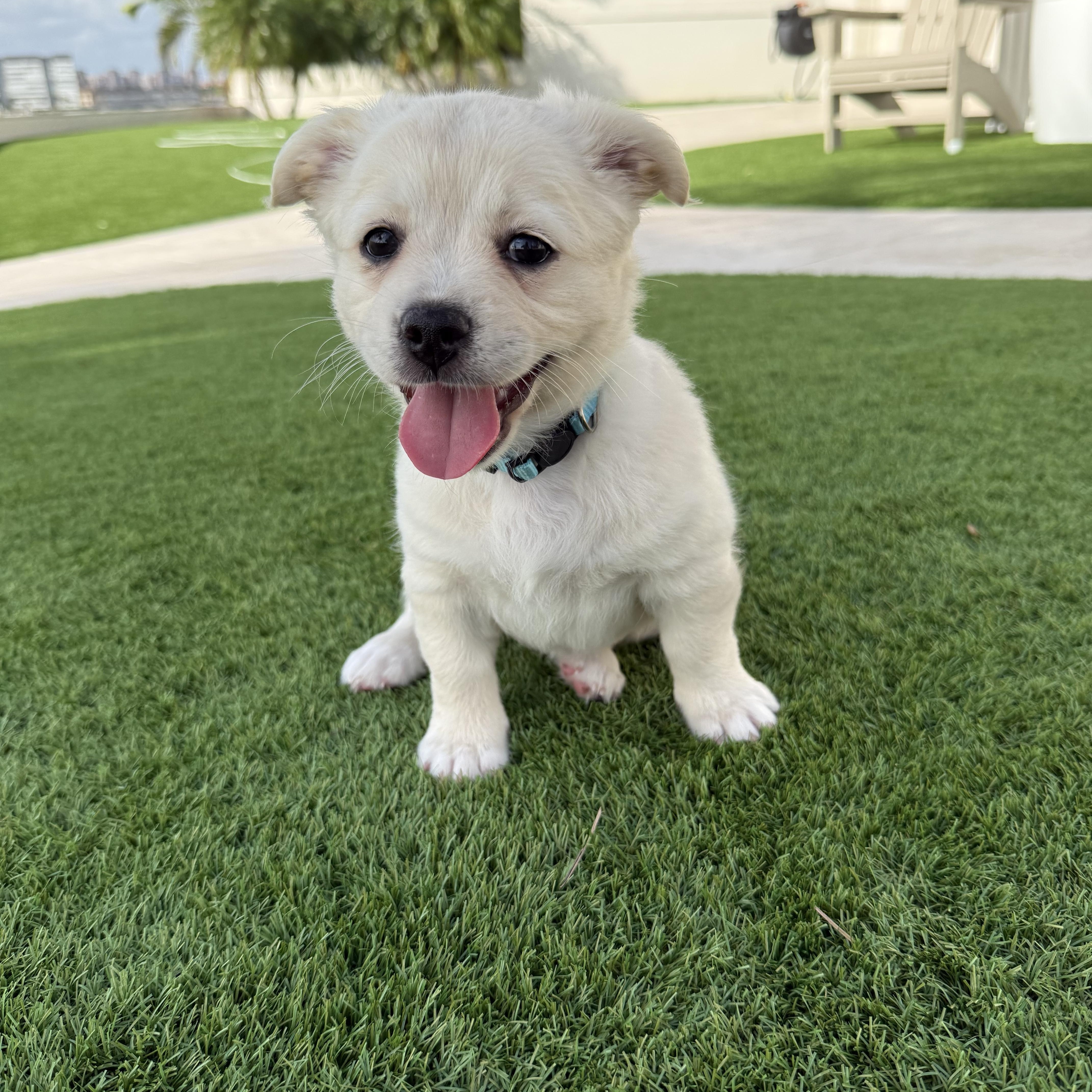 Birdie, an adopted mixed breed in Tampa, FL image 4/6