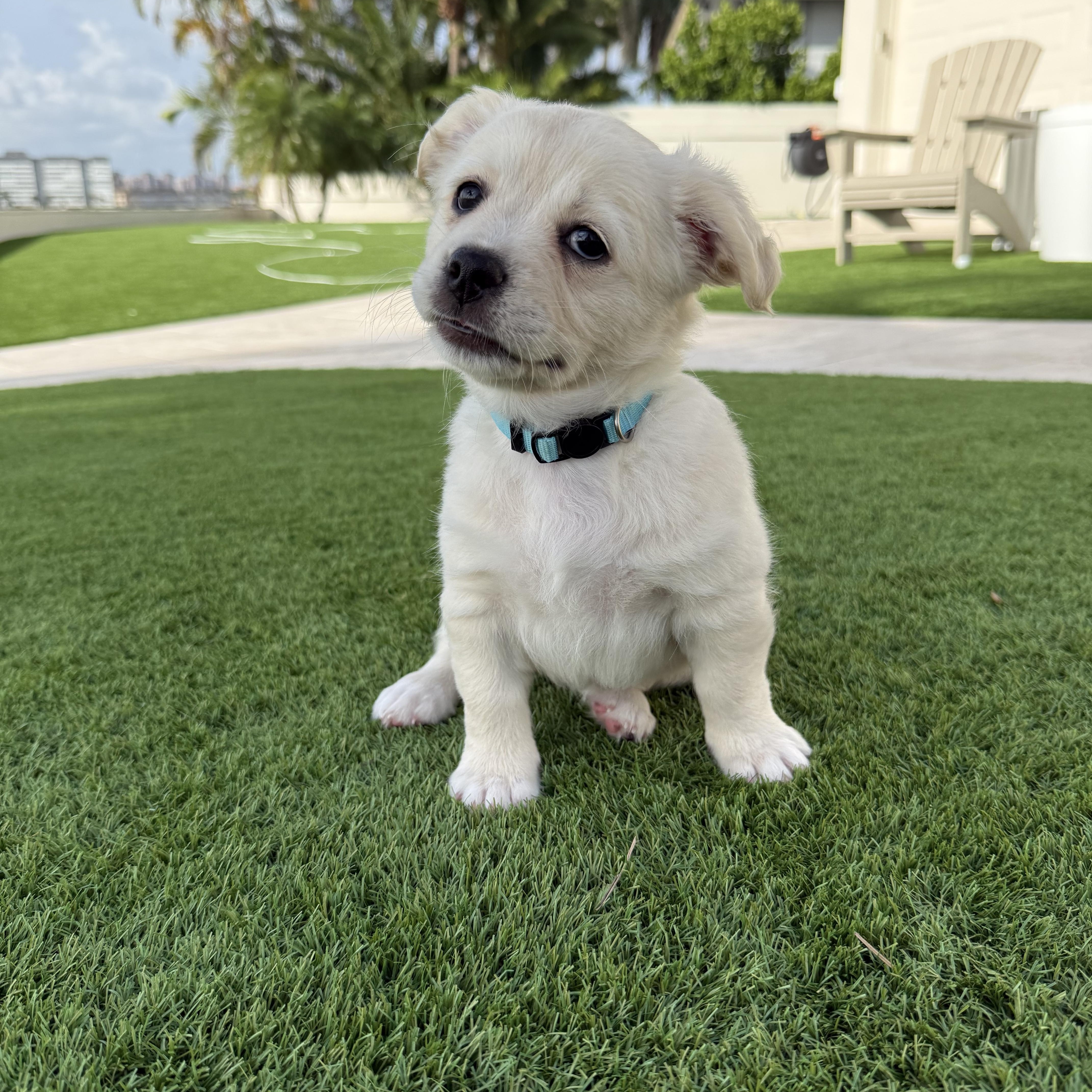 Birdie, adopted, Puppy Female French Bulldog.