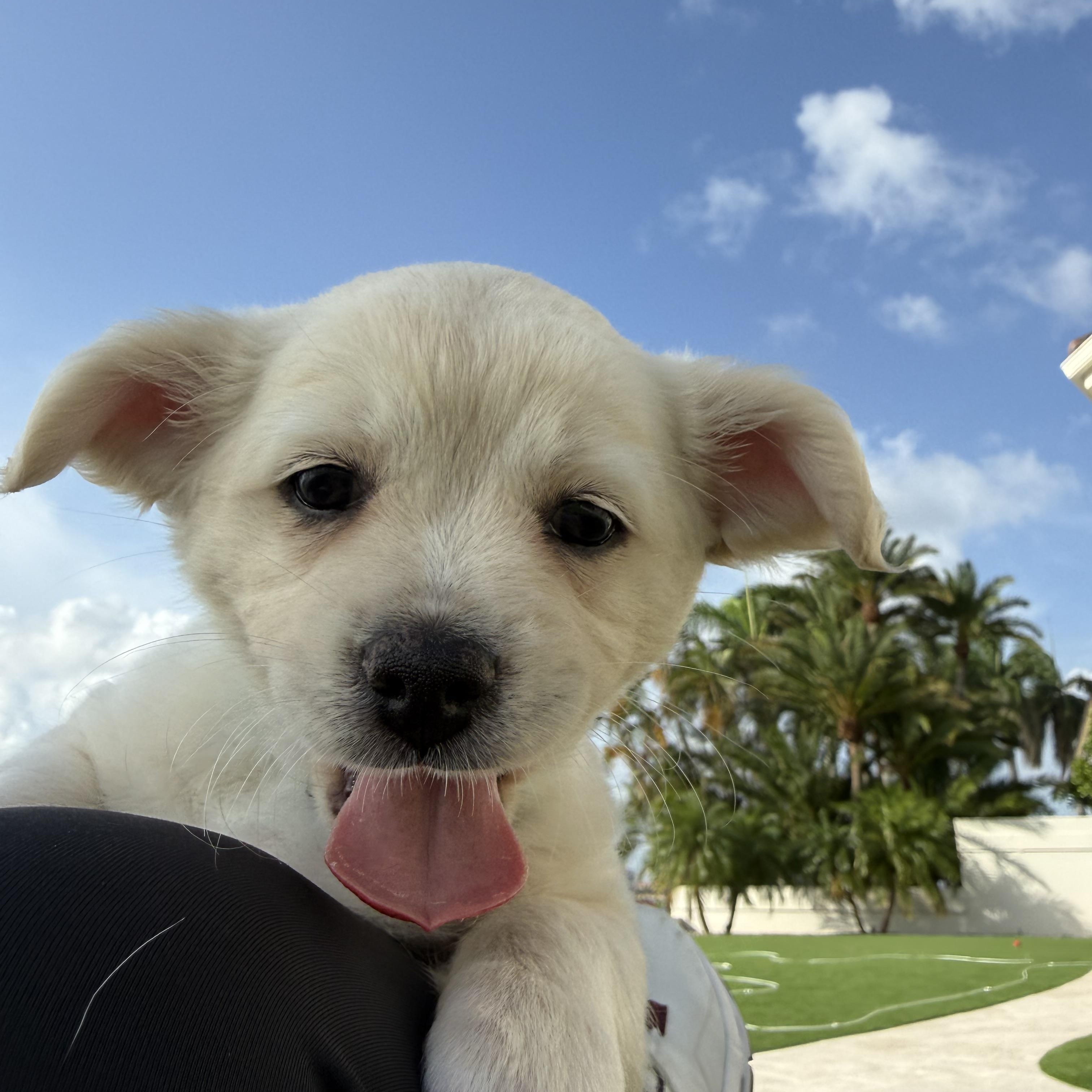 Birdie, an adopted mixed breed in Tampa, FL image 6/6