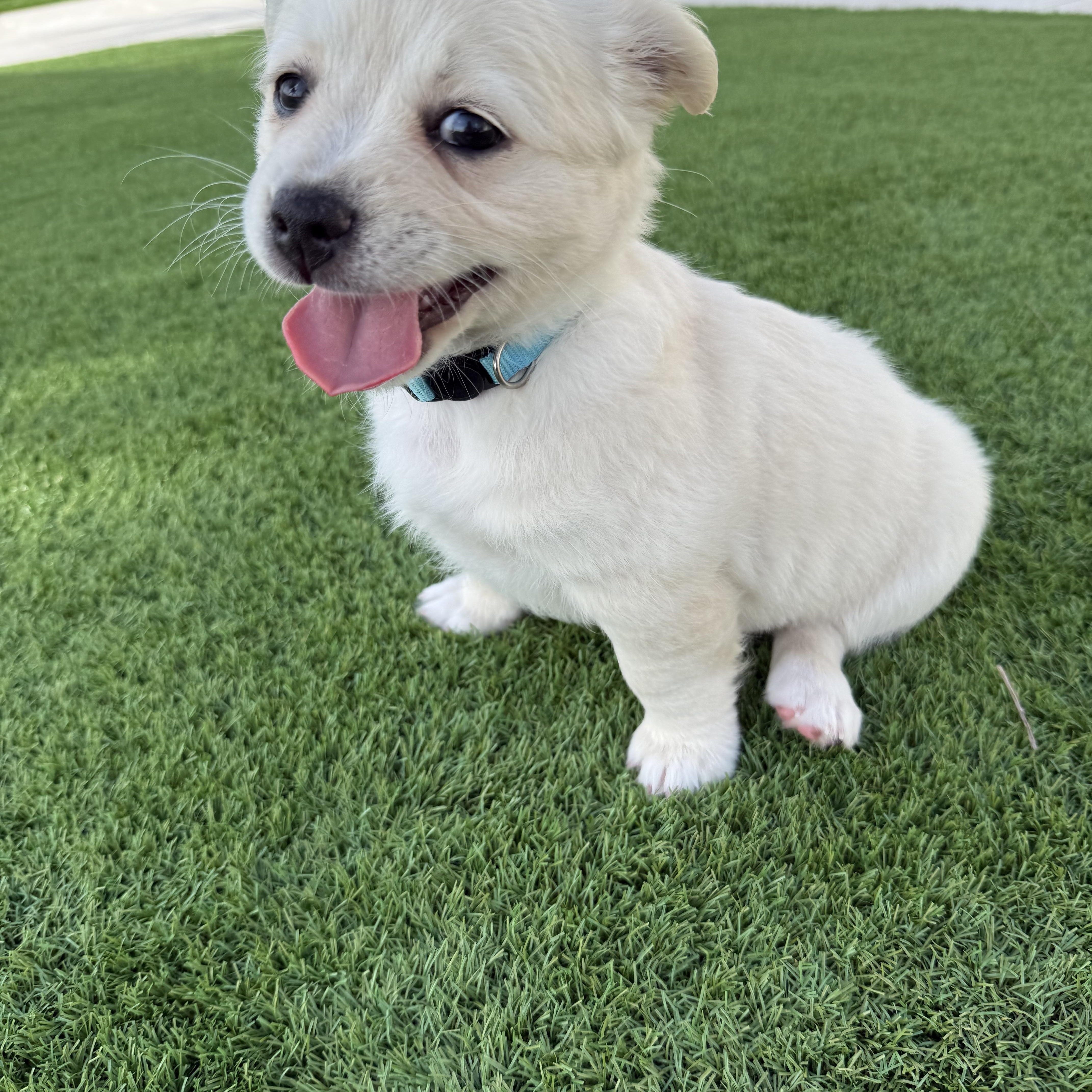 Birdie, an adopted mixed breed in Tampa, FL image 3/6