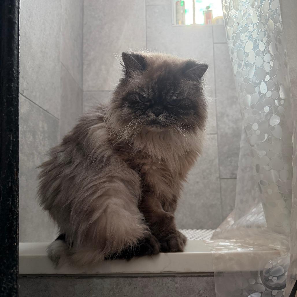 Lady Whistledown, Adoptable, Adult Female Persian.