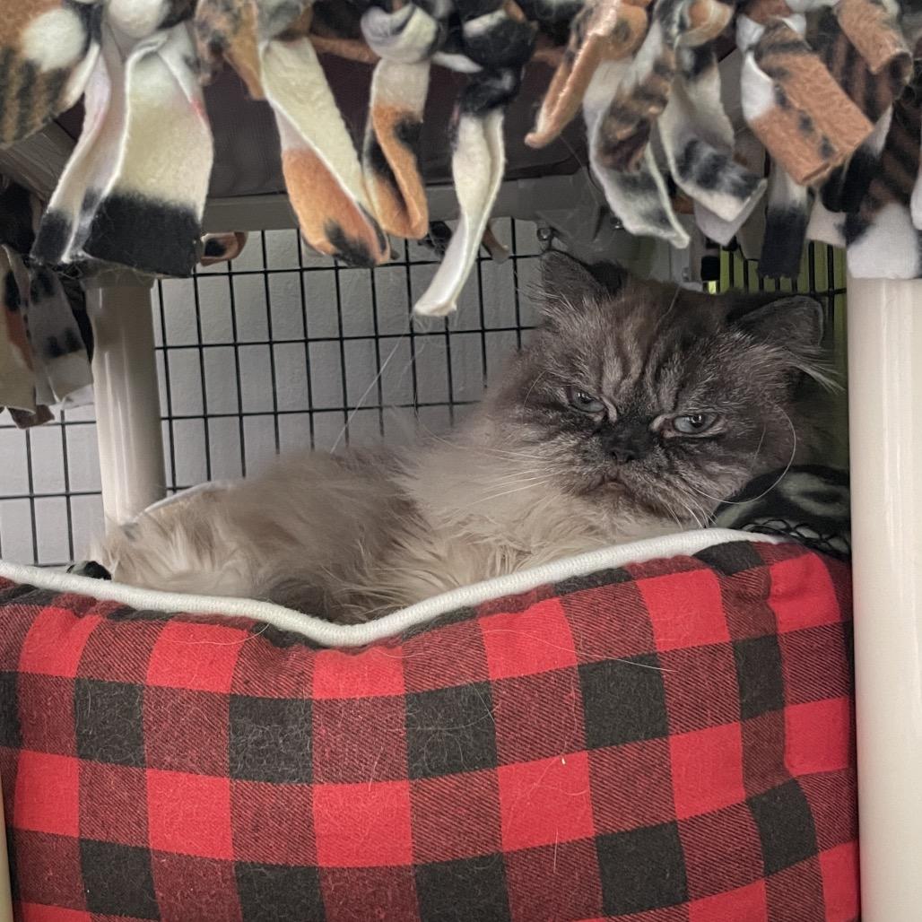 Enlarge Lady Whistledown, a Adoptable Persian in Chicago, IL image 2/5