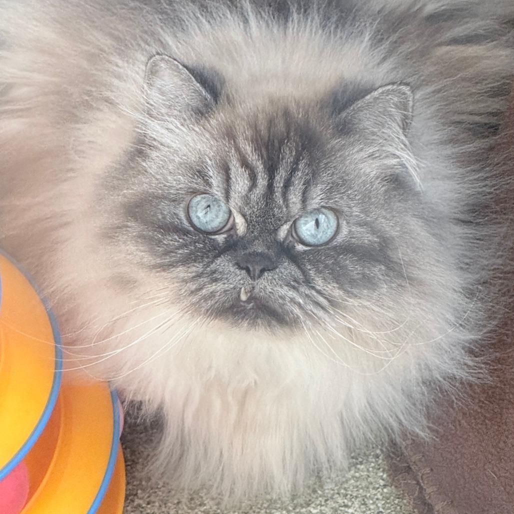 Enlarge Lady Whistledown, a Adoptable Persian in Chicago, IL image 3/5