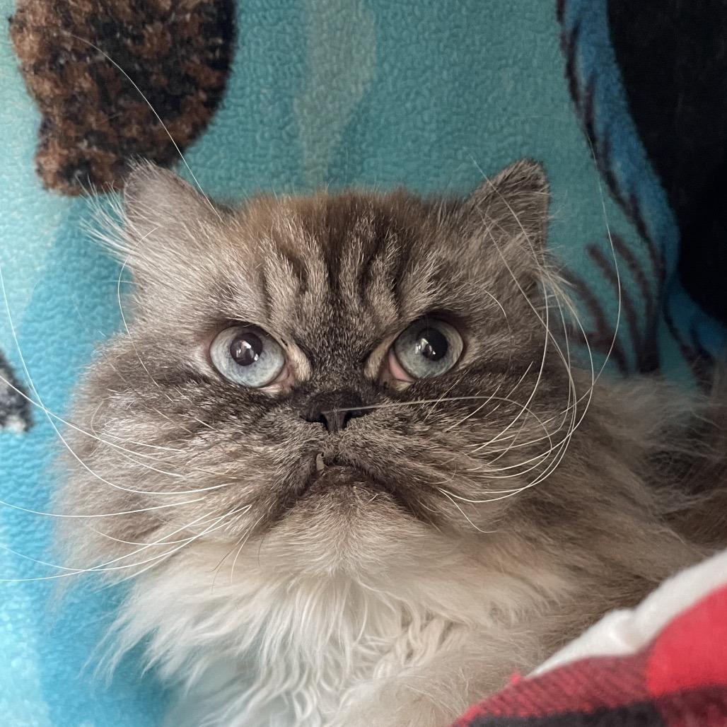 Enlarge Lady Whistledown, a Adoptable Persian in Chicago, IL image 4/5
