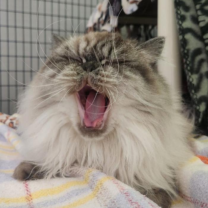 Enlarge Lady Whistledown, a Adoptable Persian in Chicago, IL image 5/5