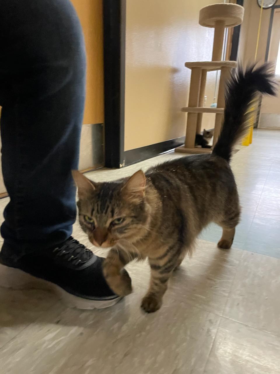 Wilma & Bam Bam, a Adoptable Domestic Medium Hair in Gig Harbor, WA image 2/5