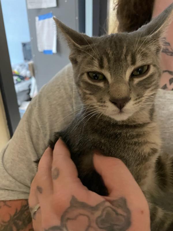 Wilma & Bam Bam, a Adoptable Domestic Medium Hair in Gig Harbor, WA image 3/5