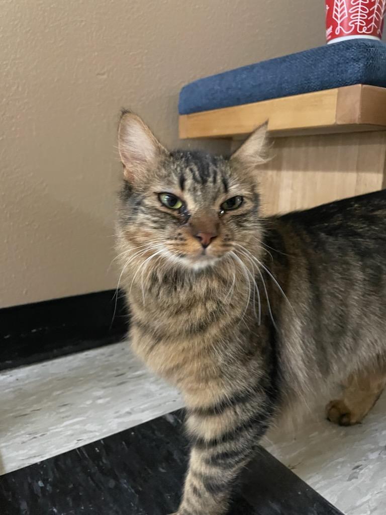 Wilma & Bam Bam, a Adoptable Domestic Medium Hair in Gig Harbor, WA image 1/5