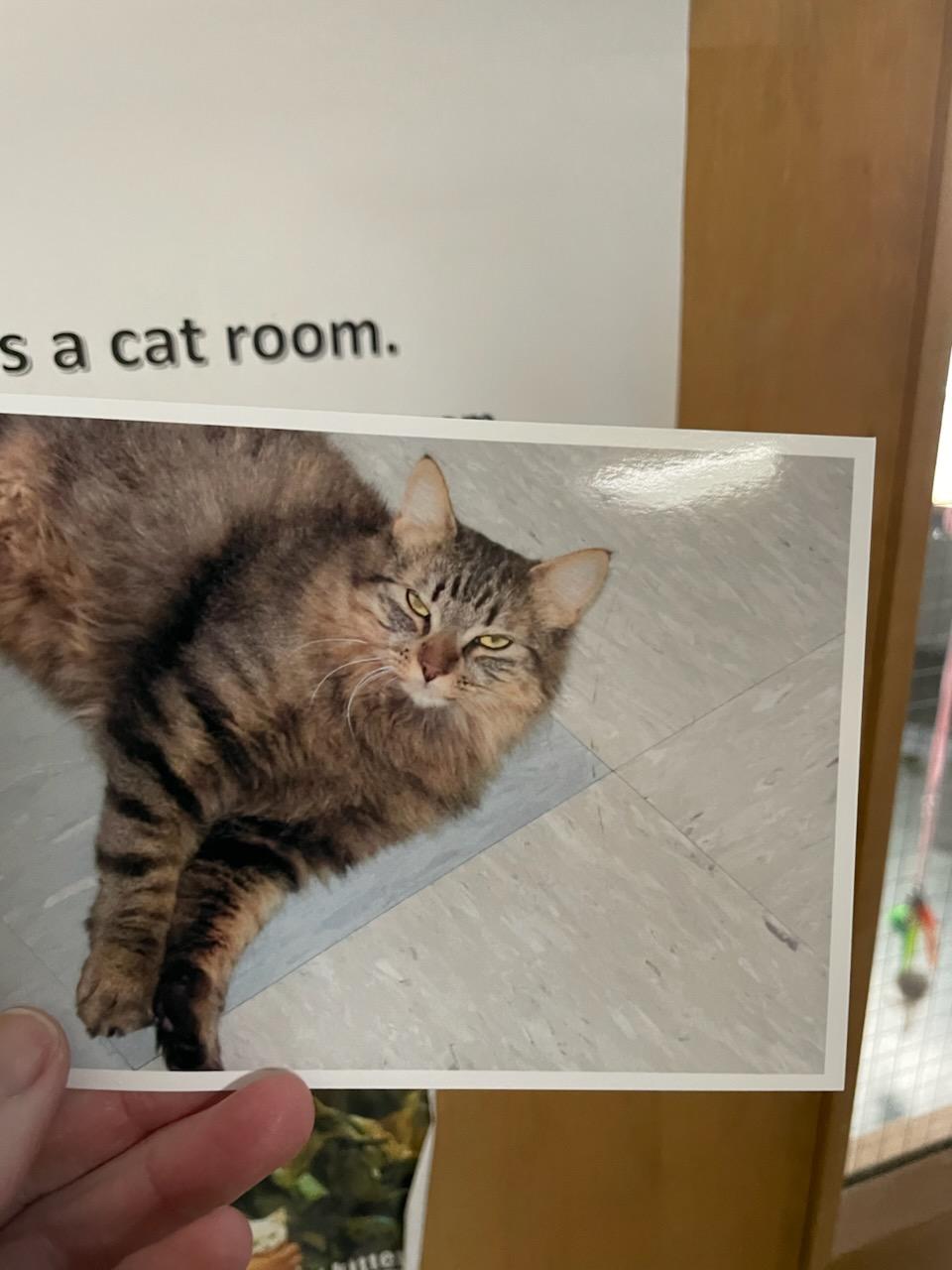 Wilma & Bam Bam, Adoptable, Young Female Domestic Medium Hair.