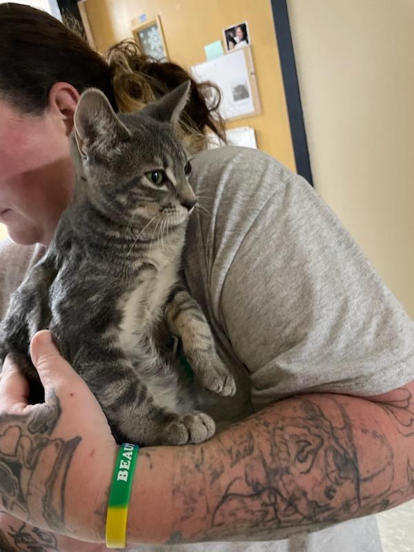 Wilma & Bam Bam, a Adoptable Domestic Medium Hair in Gig Harbor, WA image 5/5