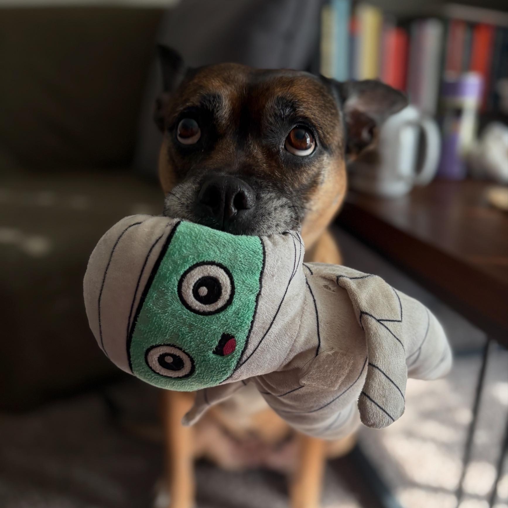 Sadie - Loyal, Affectionate Best Friend, Great with Dogs, a Perfect Girl! — thumbnail 5