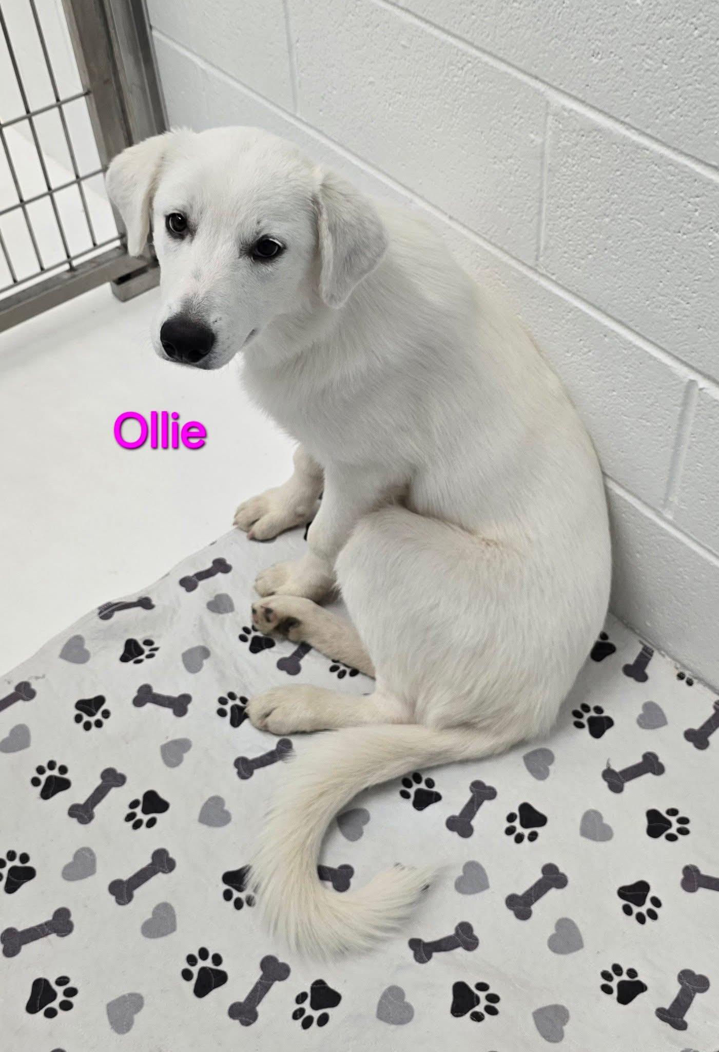 Ollie