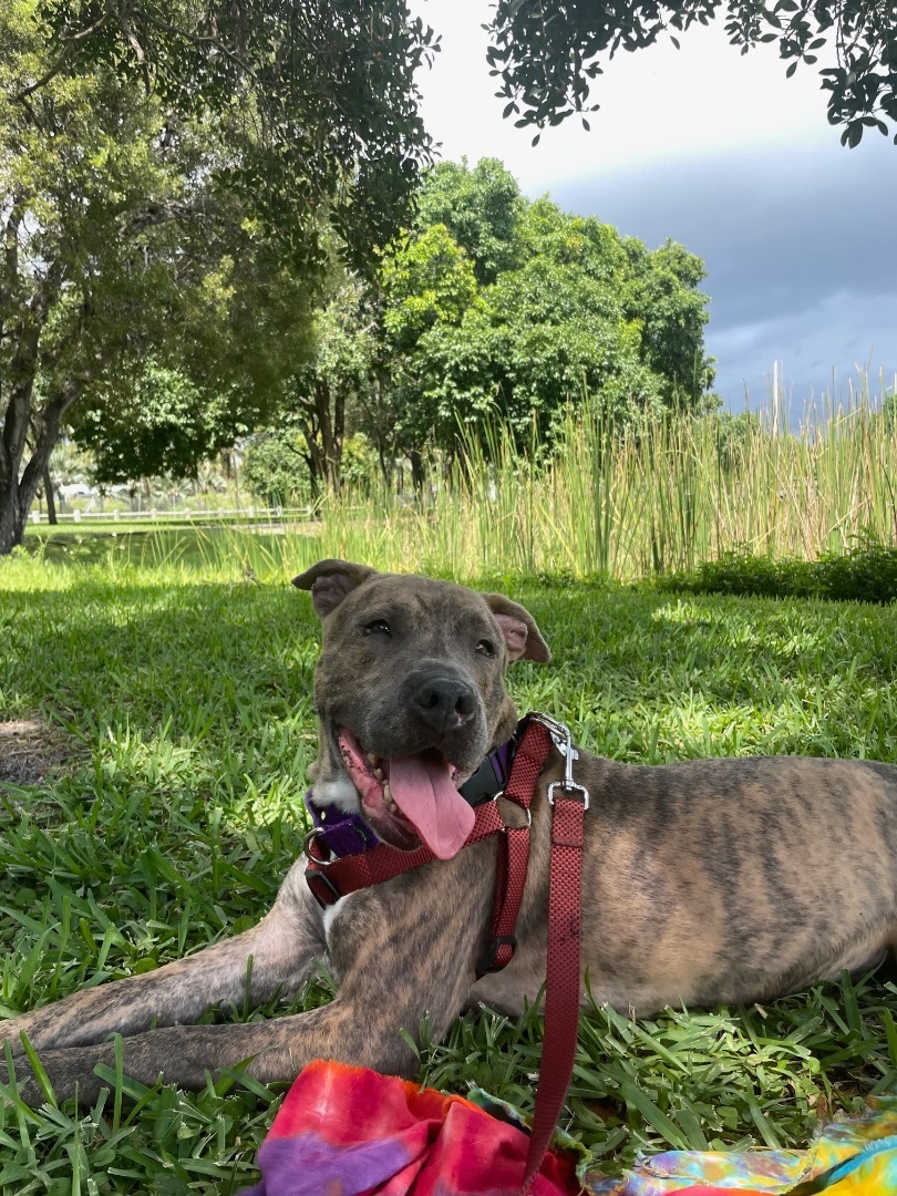 Enlarge Lucas, a Adoptable Mixed Breed in Palm springs, FL image 3/4