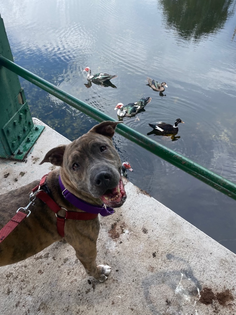 Enlarge Lucas, a Adoptable Mixed Breed in Palm springs, FL image 4/4