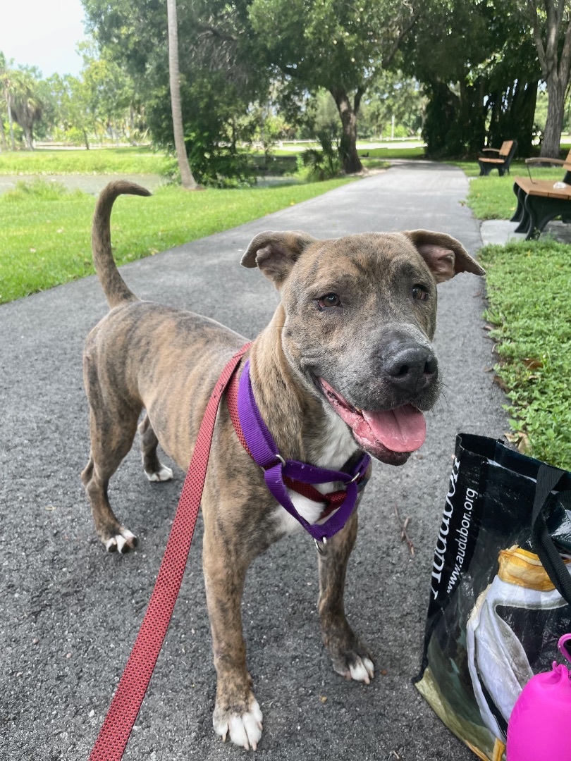 Enlarge Lucas, a Adoptable Mixed Breed in Palm springs, FL image 2/4