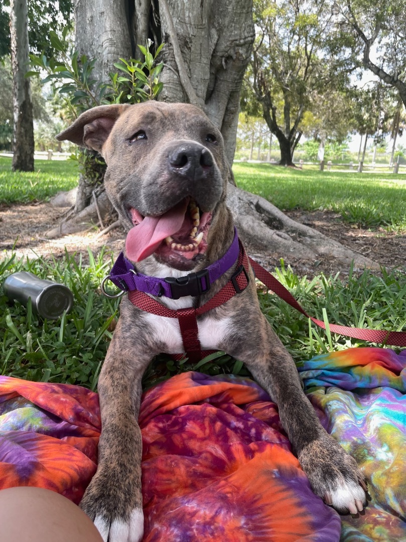 Enlarge Lucas, a Adoptable Mixed Breed in Palm springs, FL image 1/4