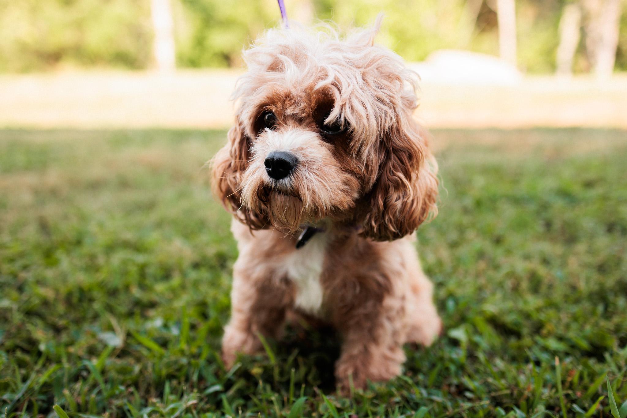 Adelaide, an adoptable Cavapoo in Gradyville, KY, 42742 | Photo Image 3