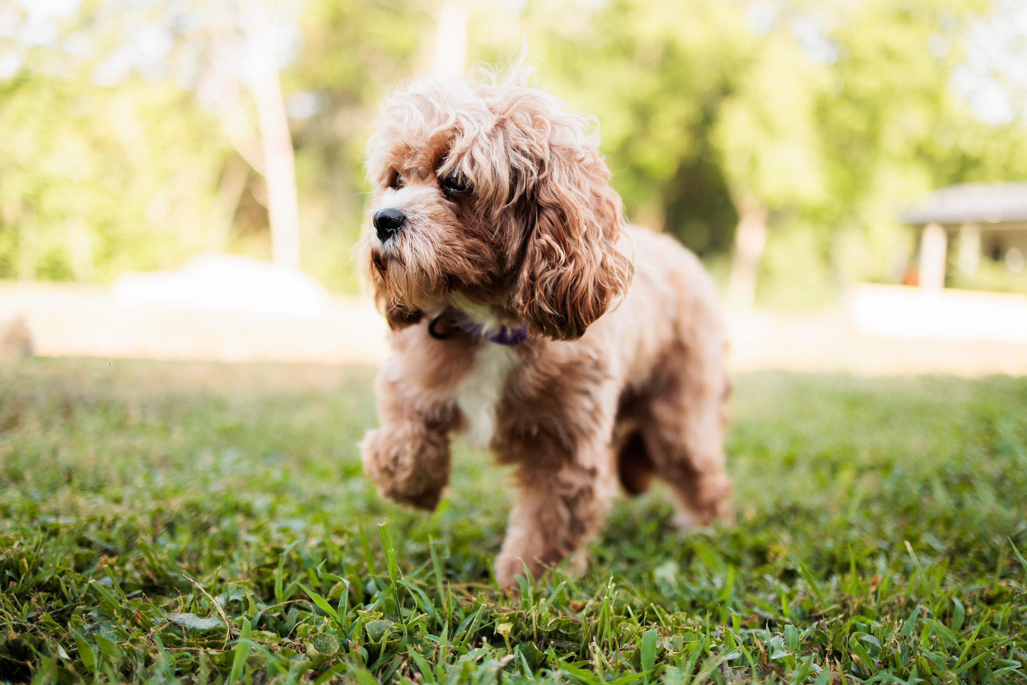 Adelaide, an adoptable Cavapoo in Gradyville, KY, 42742 | Photo Image 1