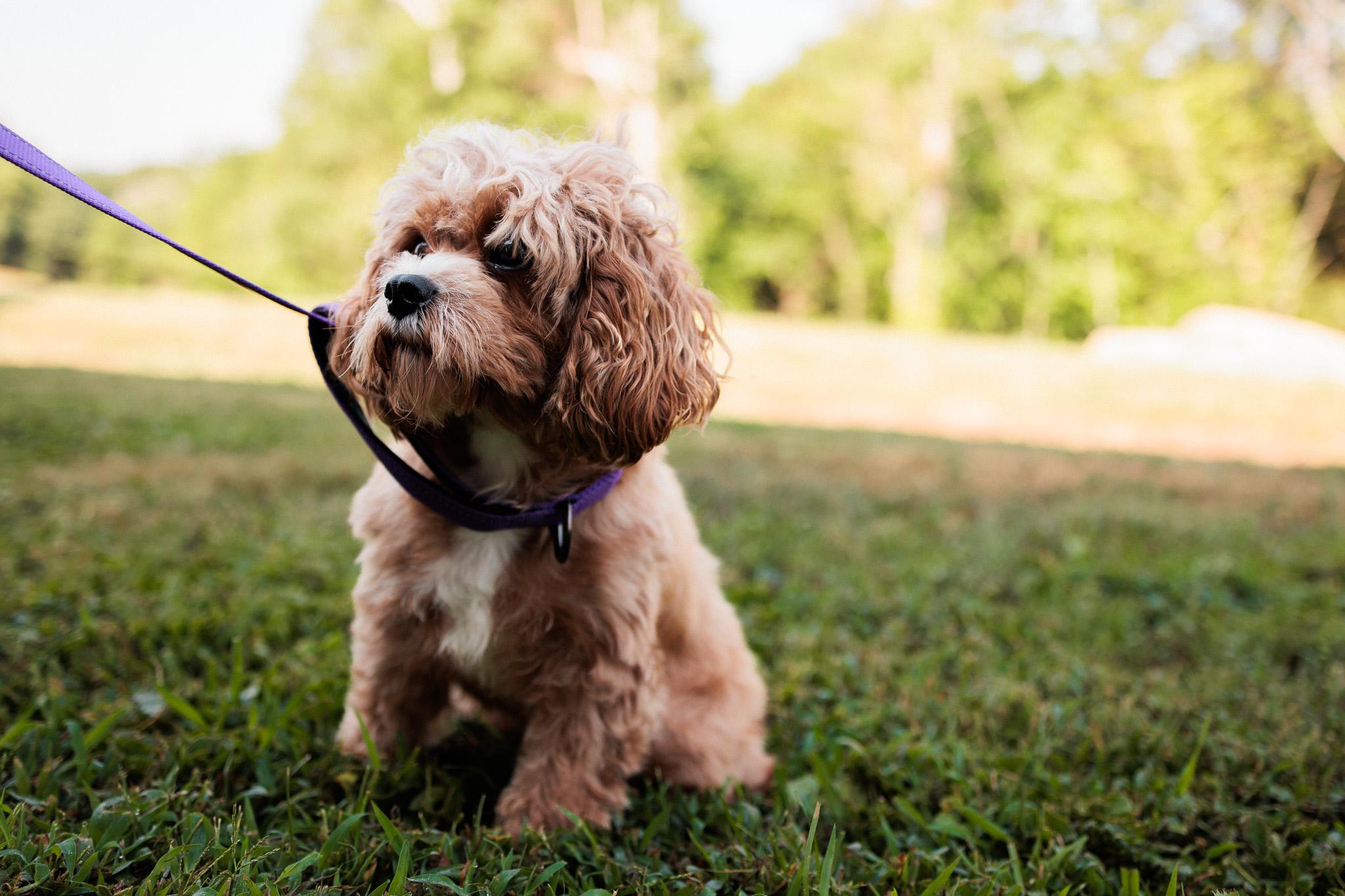 Adelaide, an adoptable Cavapoo in Gradyville, KY, 42742 | Photo Image 5