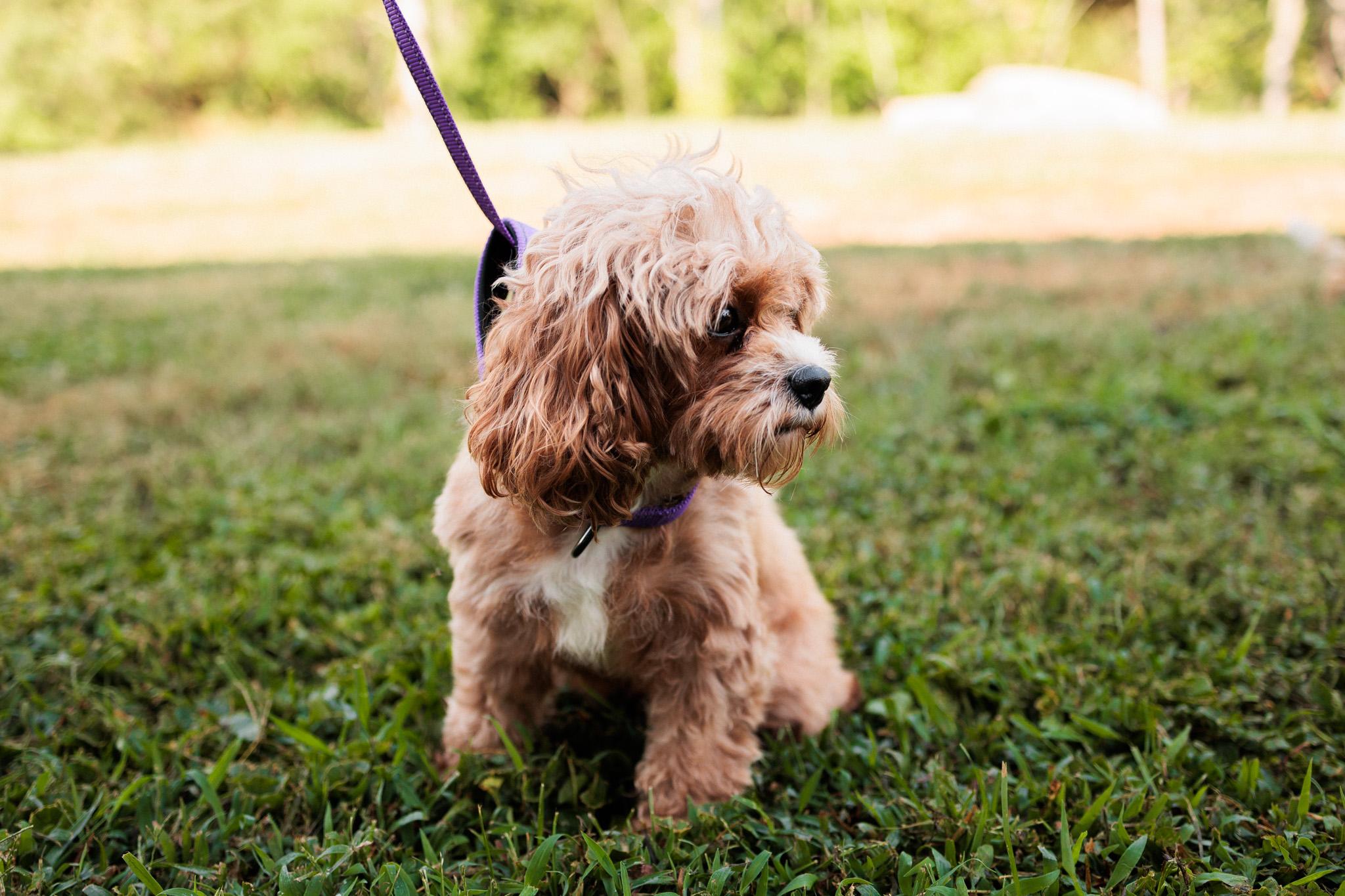 Adelaide, an adoptable Cavapoo in Gradyville, KY, 42742 | Photo Image 2