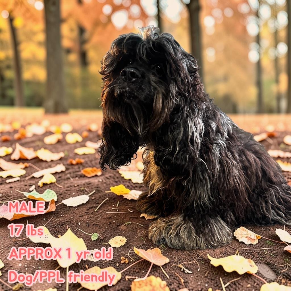 Enlarge Sullivan, a Adoptable Cocker Spaniel in Leander, TX image 1/6