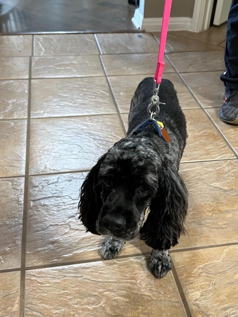 Enlarge Sullivan, a Adoptable Cocker Spaniel in Leander, TX image 2/6