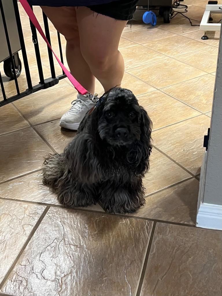 Enlarge Sullivan, a Adoptable Cocker Spaniel in Leander, TX image 3/6