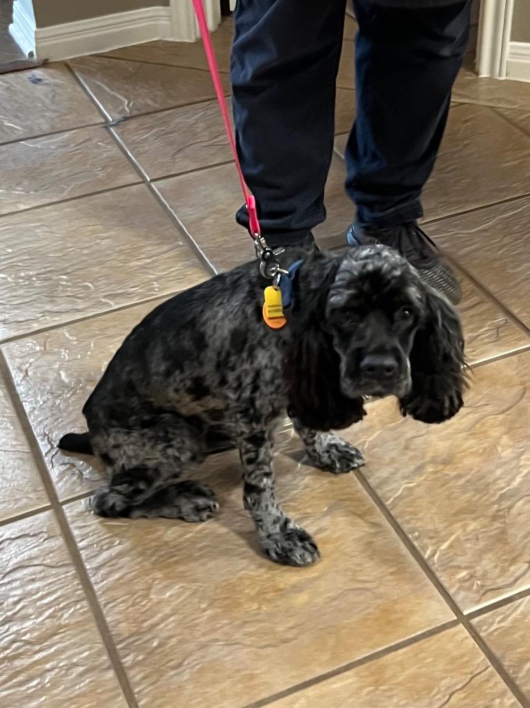 Enlarge Sullivan, a Adoptable Cocker Spaniel in Leander, TX image 4/6