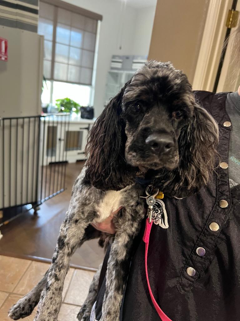 Enlarge Sullivan, a Adoptable Cocker Spaniel in Leander, TX image 6/6