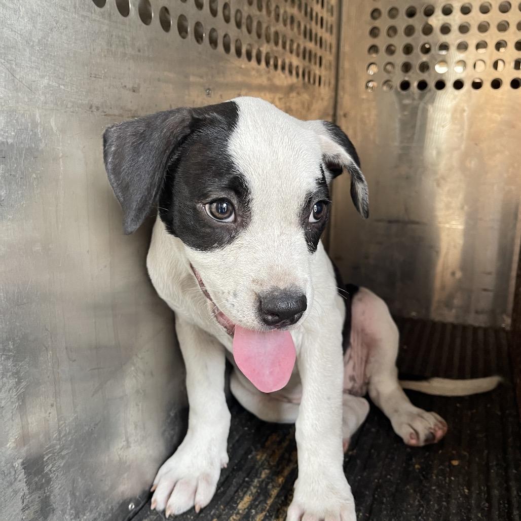 Naomi, Adoptable, Young Female Pit Bull Terrier.