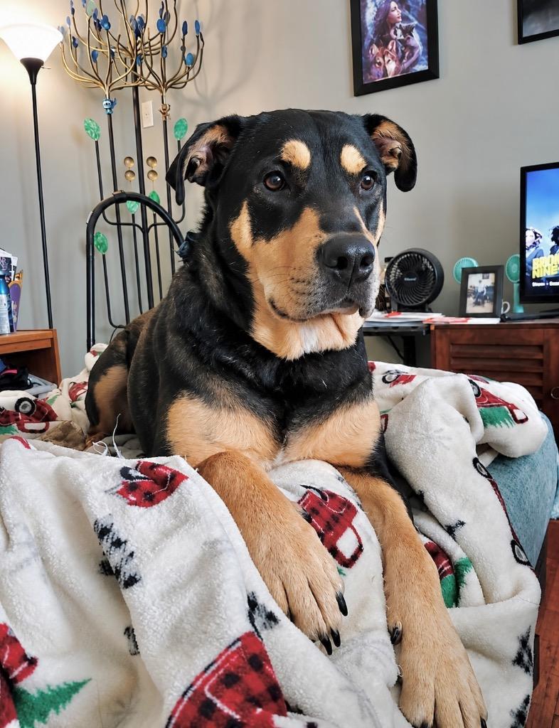 Enlarge Hancho, a Adoptable mixed breed in Princeton, MA image 1/5