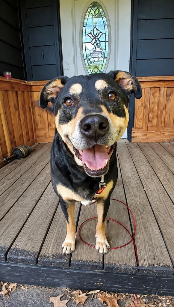 Enlarge Hancho, a Adoptable mixed breed in Princeton, MA image 4/5