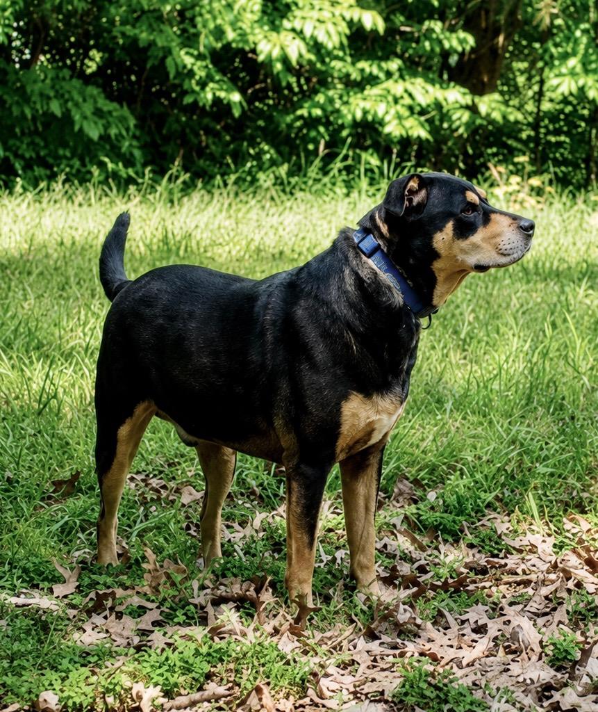 Enlarge Hancho, a Adoptable mixed breed in Princeton, MA image 5/5