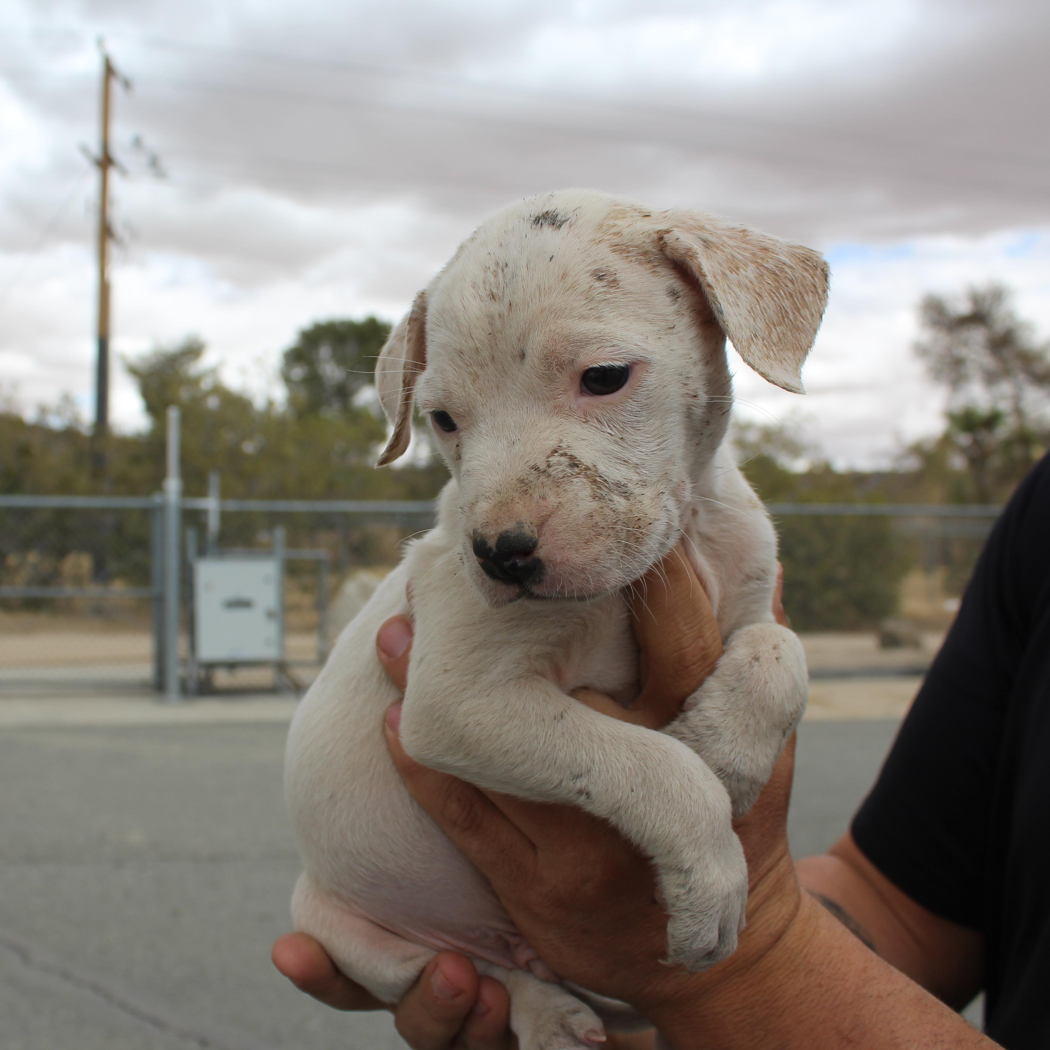 Tarzan, an adopted Pit Bull Terrier in Yucca Valley, CA image 2/2
