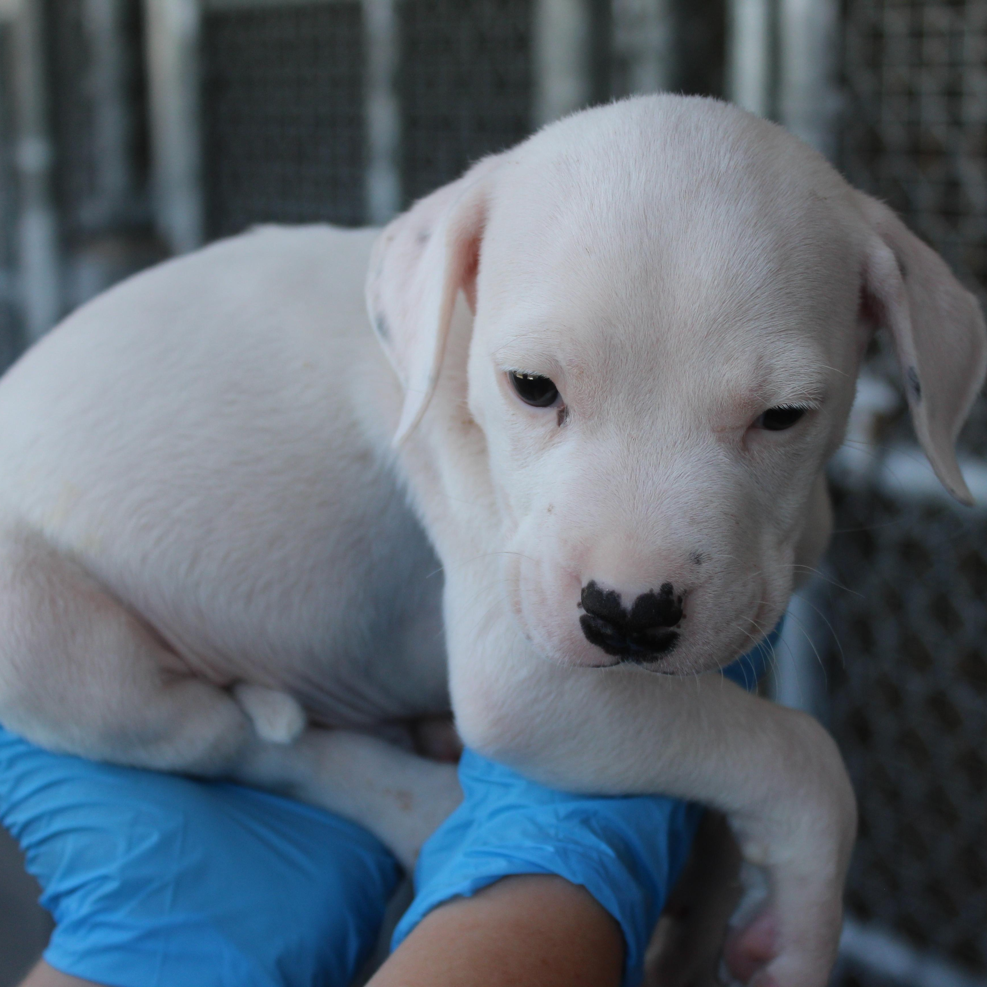 Tarzan, an adopted Pit Bull Terrier in Yucca Valley, CA image 1/2