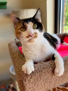 Lacy, adopted, Adult Female Domestic Short Hair.