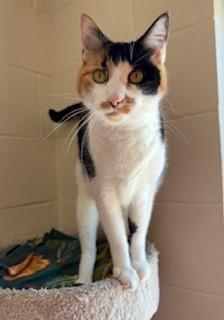 Lacy, an adopted Domestic Short Hair in Mason City, IA image 2/3