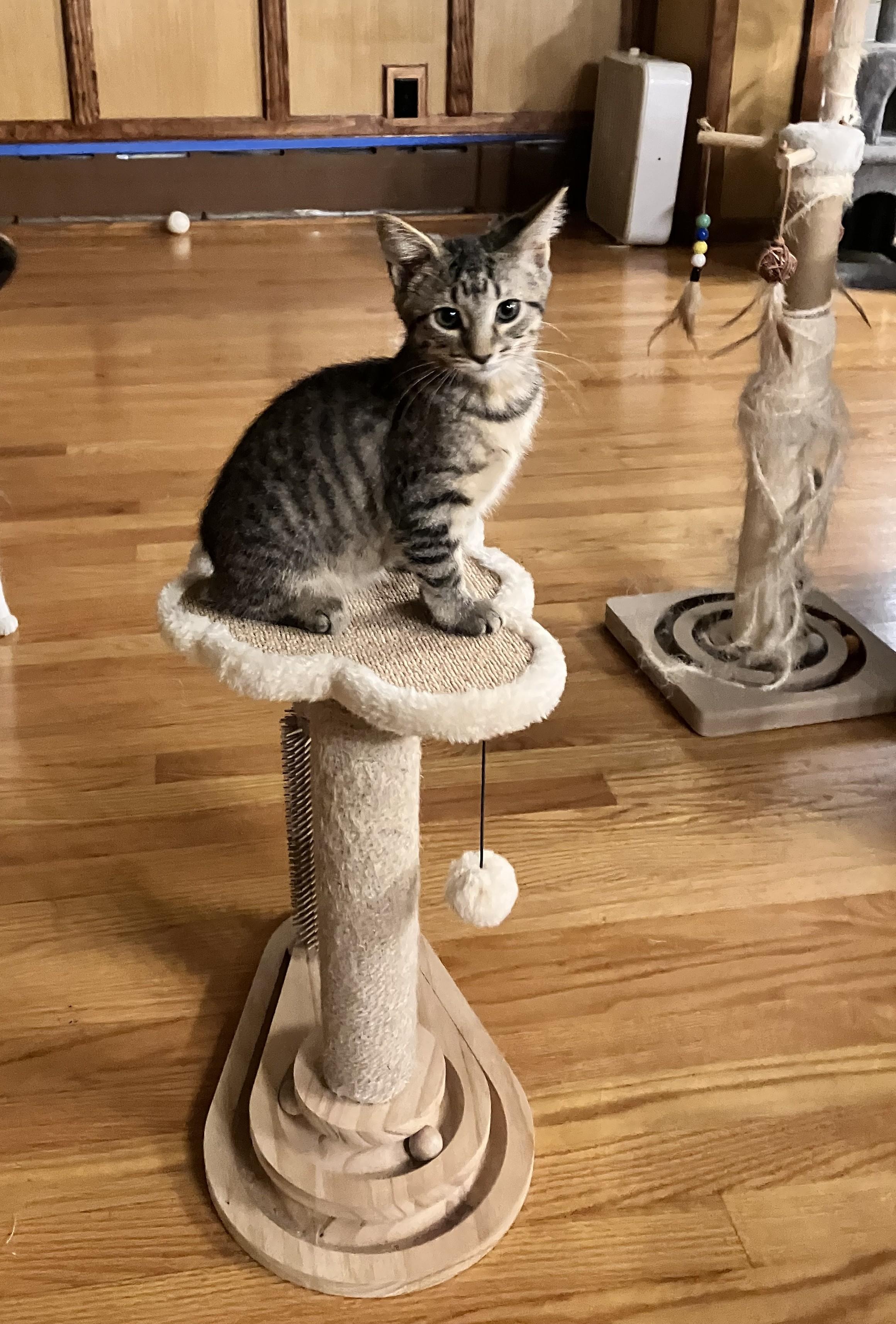 Enlarge LAKE, a Adoptable Domestic Short Hair in Millerstown, PA image 4/4