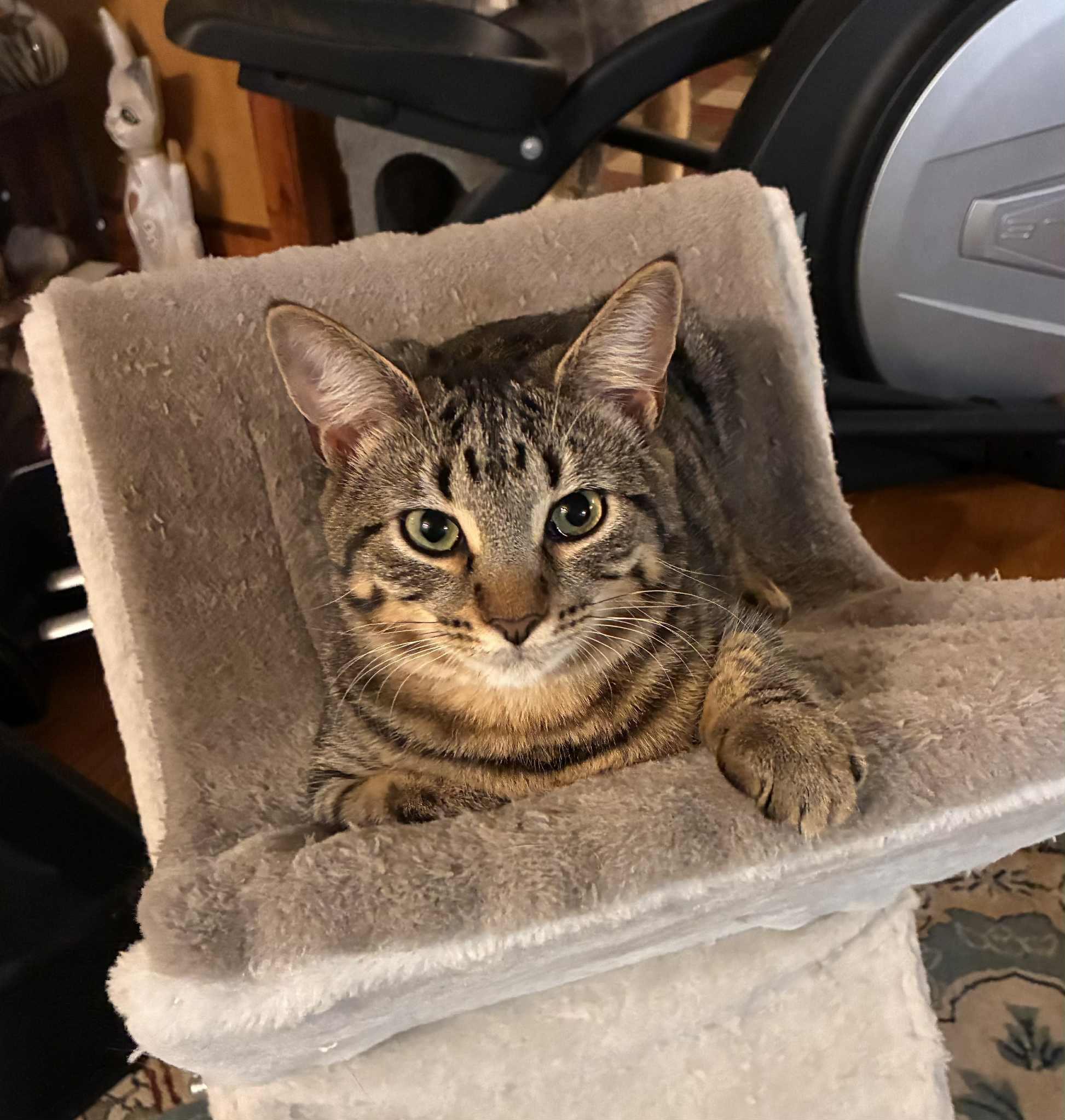 Enlarge LAKE, a Adoptable Domestic Short Hair in Millerstown, PA image 3/4