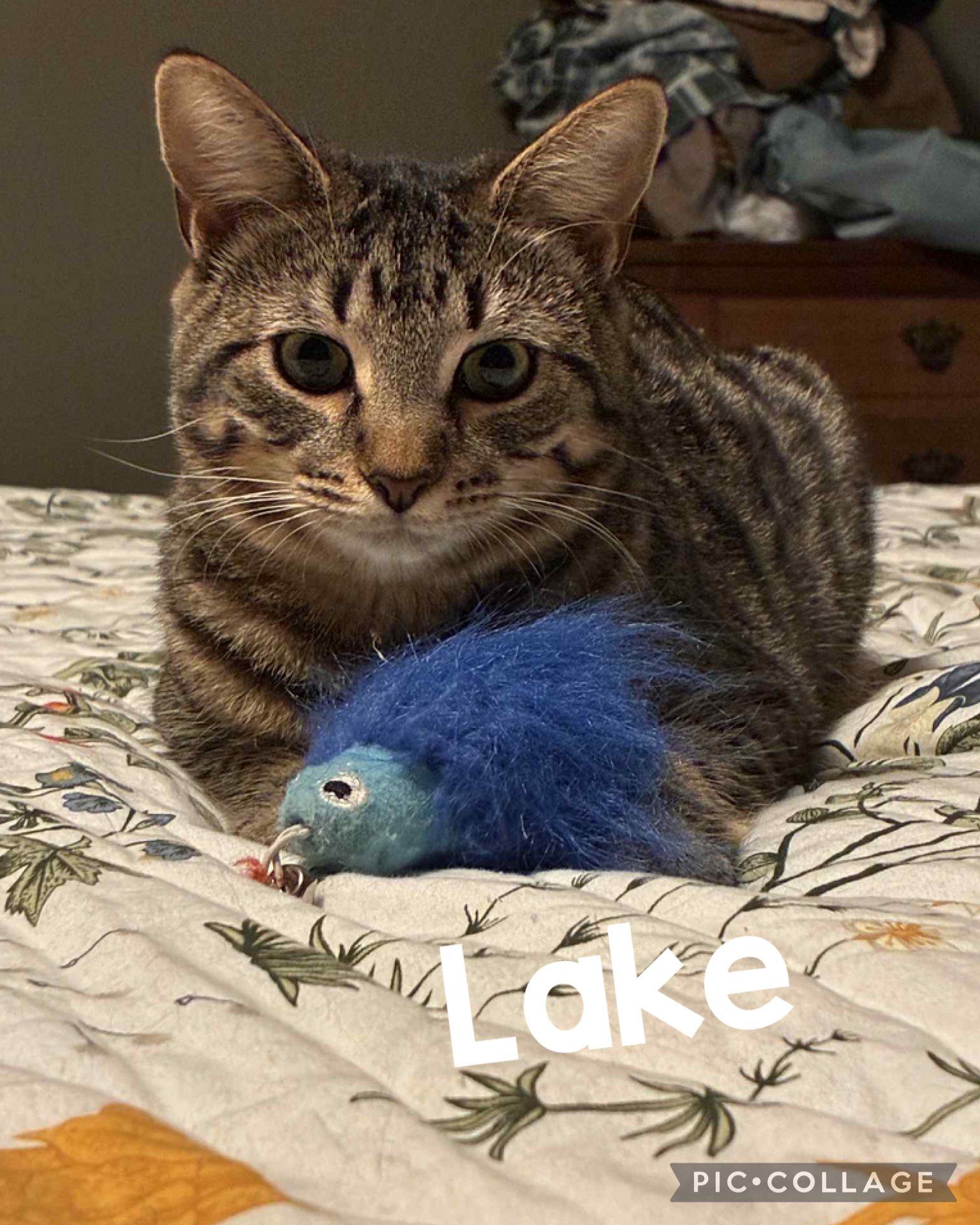 Enlarge LAKE, a Adoptable Domestic Short Hair in Millerstown, PA image 2/4