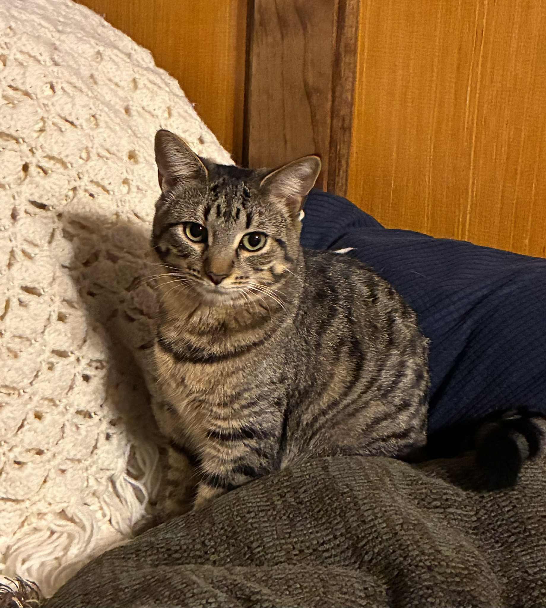 LAKE, Adoptable, Young Female Domestic Short Hair.