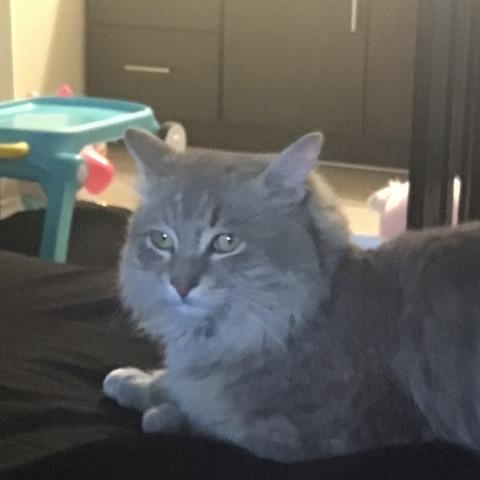 Enlarge Chicken, a Adoptable Domestic Long Hair in Las Vegas, NV image 1/5