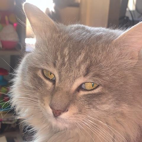 Enlarge Chicken, a Adoptable Domestic Long Hair in Las Vegas, NV image 2/5