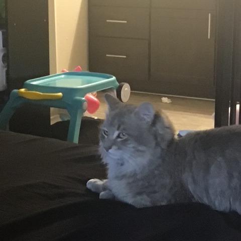 Enlarge Chicken, a Adoptable Domestic Long Hair in Las Vegas, NV image 3/5