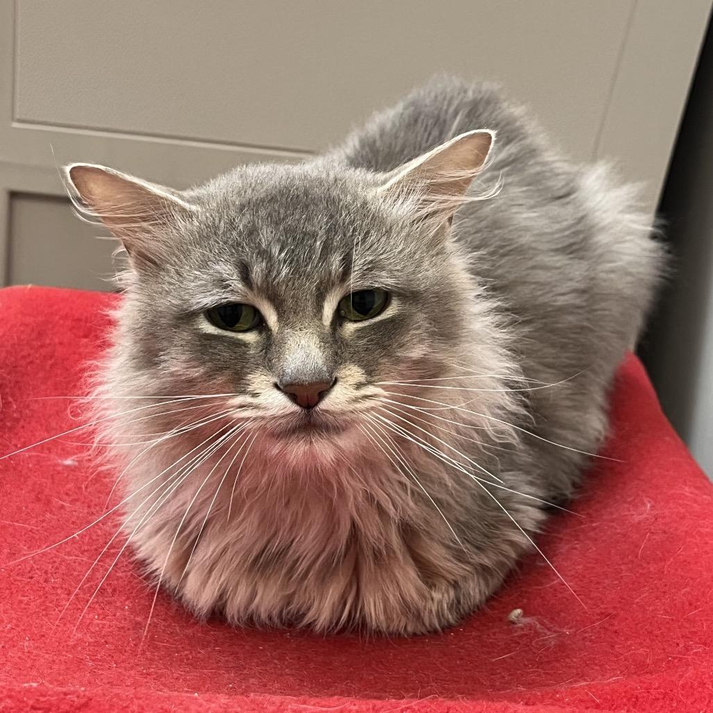 Enlarge Chicken, a Adoptable Domestic Long Hair in Las Vegas, NV image 4/5