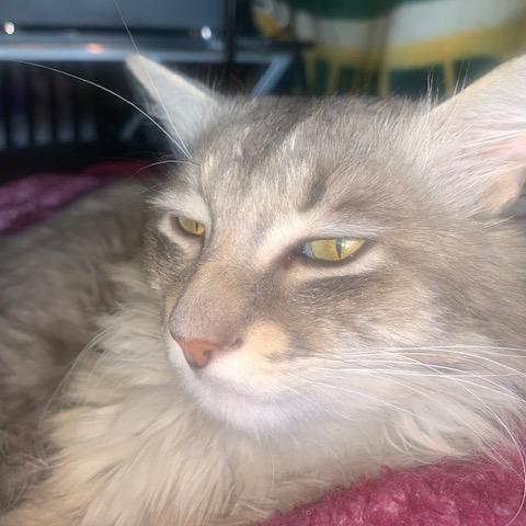 Enlarge Chicken, a Adoptable Domestic Long Hair in Las Vegas, NV image 5/5