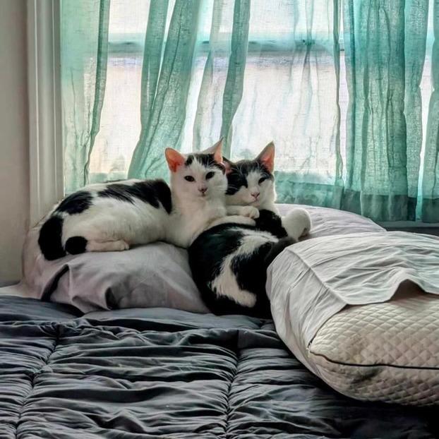 Enlarge Leo (aka Luke), a Adoptable Domestic Short Hair in New Fairfield, CT image 3/5