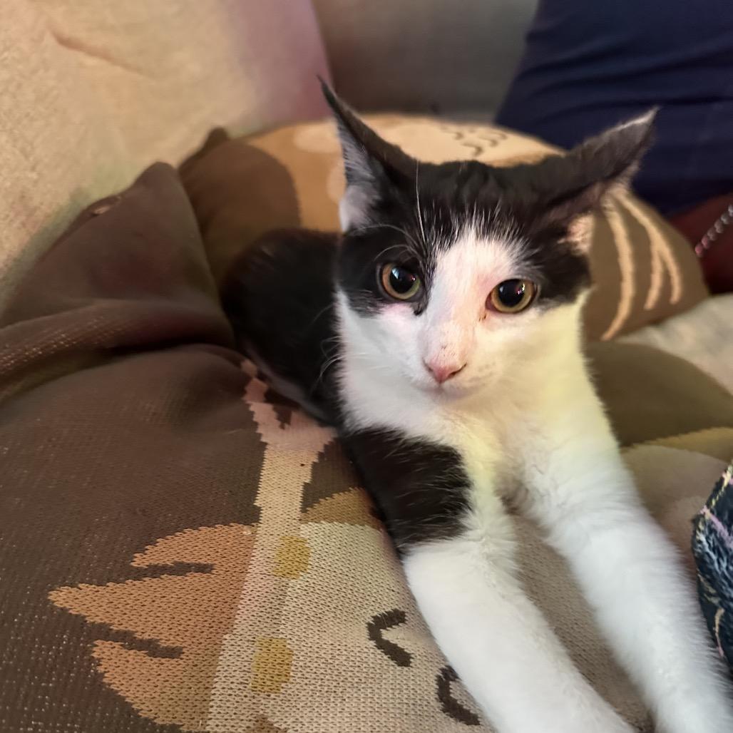 Enlarge Leo (aka Luke), a Adoptable Domestic Short Hair in New Fairfield, CT image 4/5